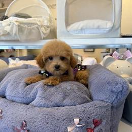 Teacup & Toy Yorkshire Terrier, Poodle, and Maltese Puppies Available in Detroit, mi
