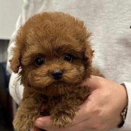 Teacup Trained Puppies from Experienced Breeder in Detroit, mi