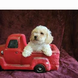 Toy Poodle Puppies Available Now in Flint, mi