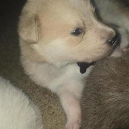 Malamute Puppies for Sale in Waterford, oh