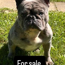 Male French Bulldogs for Sale in Clarksville, in