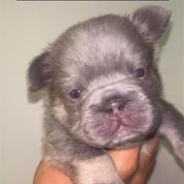Fluffy French Bulldogs Available - 2 Males and 1 Female in Clarksville, in