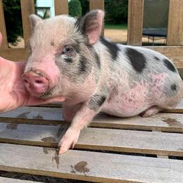 Juliana Miniature Tea Cup Pigs for Sale in Snohomish, wa