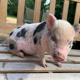 Miniature Teacup Baby Pigs Available with Shipping in Snohomish, wa