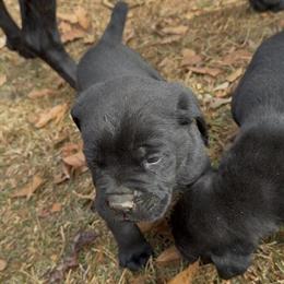 Cane Corso Puppies Available - 2 Females and 1 Male, UTD on Shots, $1,200 Each in Atlanta, ga