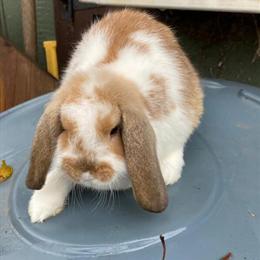 Minilop Bunnies for Adoption in Lebanon, nj