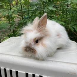 Lionhead Bunnies for Sale in Lebanon, nj