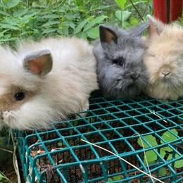 Lionhead Rabbits for Sale in Lebanon, nj