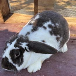 Female Lop Rabbits Ready for Breeding in Jennings, fl
