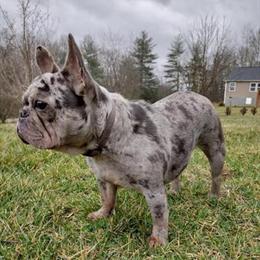French Bulldog for Sale or Trade in Hendersonville, nc