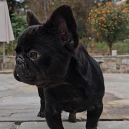 French Bulldog for Sale or Trade in Hendersonville, nc