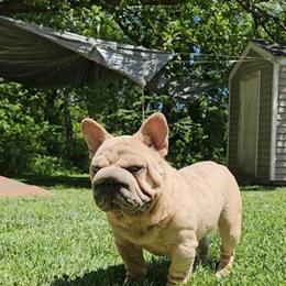 Female French Bulldog for Sale or Trade in Hendersonville, nc