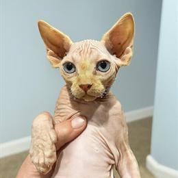 Sphynx Male Kitten Available in Hertford, nc