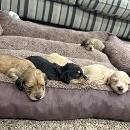 Mini Dachshund Puppies Ready for Adoption in Hertford, nc