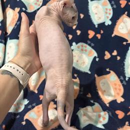 Sphynx Kitten Ready for Forever Home in Hertford, nc
