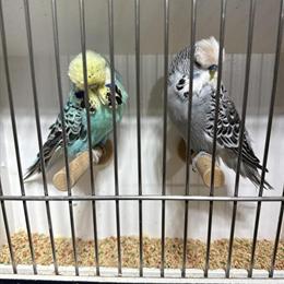 Budgies for Exhibition - Male and Female Available in Trenton, nj