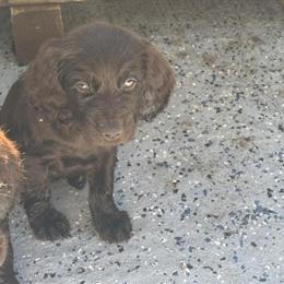Boykin Spaniel Puppies in Savannah, ga