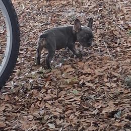Merle Female French Bulldog Puppy in Winter Haven, fl