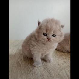 British Shorthair Kittens for Sale - Female in Trumbull, ct