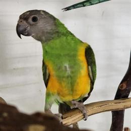 Senegal Bird for Adoption in Joplin, mo