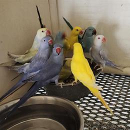 Indian Ringnecks for Breeding - Group of 14 Birds in Joplin, mo