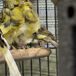 Canary Birds for Sale in Woodbridge, va