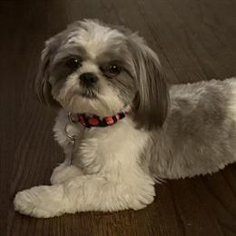 Male Shih Tzu Available - 18 Months Old in Royal Oak, mi