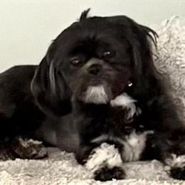 Male Shih Tzu Available in Royal Oak, mi