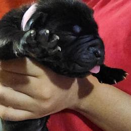 Cane Corso Puppies Available in Chicago, il