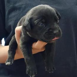 Cane Corso Puppies for Sale in Chicago, il