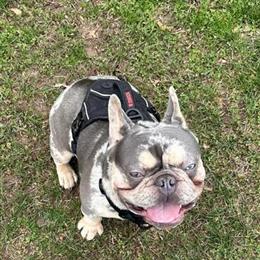 French Bulldog Onyx Available for Stud in Lodi, nj