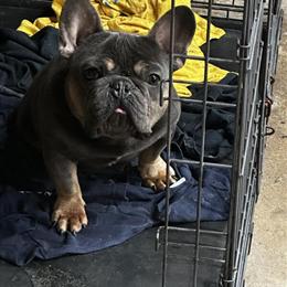 French Bulldog Puppy for Sale in Lodi, nj