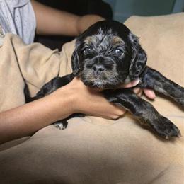 Cockapoo Puppy - Adorable Black and Tan Girl Ready for New Year! in Jacksonville, fl