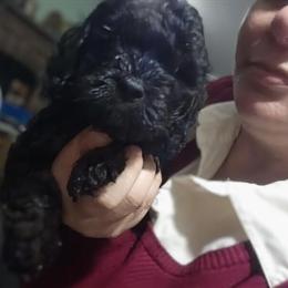 Cockapoo puppy available, adorable little boy ready for a new home! in Jacksonville, fl