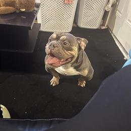 Tri-Color Bulldog Looking for a New Home in Chicago, il