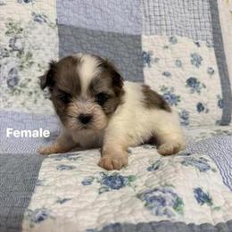 Merle Shih Tzu Puppies Ready for Forever Homes in Lexington, ky