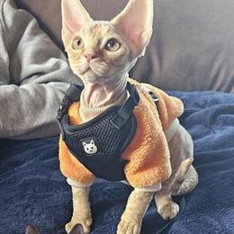 Devon Rex Kittens Available with TICA Rights in Chicago, il