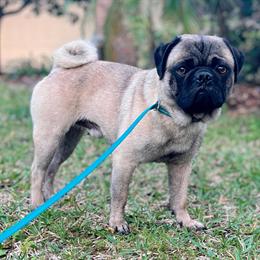 Adult Male Pug Ready for Adoption in Orlando, fl
