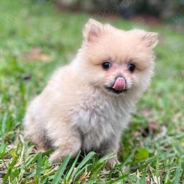 Male Pomeranian Puppy for Sale in Orlando, fl