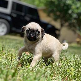 Female Pug Seeking Loving Home in Orlando, fl