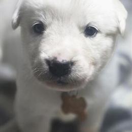 Golden Retriever Puppies Available in Waterford, oh