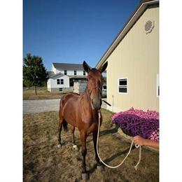 Registered Standardbred Mare, 10 Years Old for Sale in Apple Creek, Ohio in Omaha, ne
