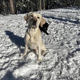 Labrador Retriever for Stud - 4 Years Old in Wolverine, mi