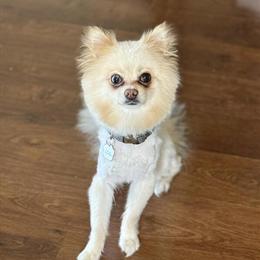 Pomeranians for Rehoming: Gummy and Bear in Crystal Lake, il