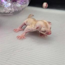 Sugar Glider Joeys Ready for Homes Now in Minneapolis, mn