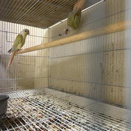 Mooncheeks Conure Pair for Sale in East Hartford, ct