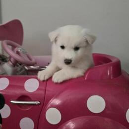 Husky Puppies Available - 1 Male & 1 Female Ready November 2025 in Monroe, nc