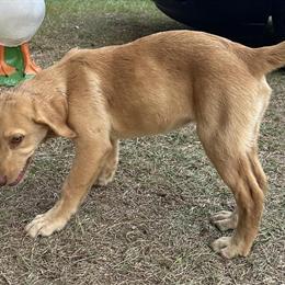 Female Labrador Retriever Puppy Available in Monroeville, al