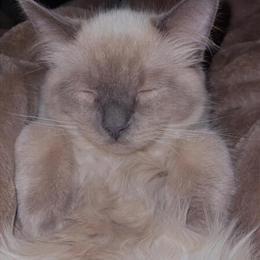 Two Male Ragdoll Kittens for Rehoming in Saint Joseph, mn
