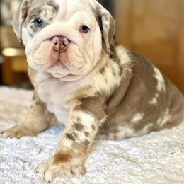 English Bulldog Puppies Available in Brooksville, fl